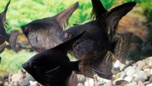 Fekete angelfish: hogyan néznek ki a halak, és hogyan lehet őket gondozni?