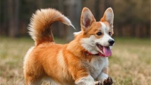 How many Corgis live and what does it depend on?