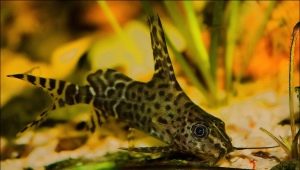 Catfish-Changeling: manteniment i cura, compatibilitat amb altres peixos