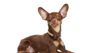The ears of the toy terrier: production and care