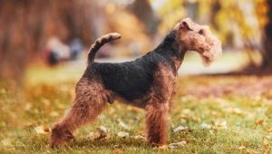 Welsh terrier: perihalan, kandungan dan latihan