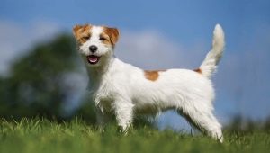 Allt du behöver veta om Jack Russell Terrier