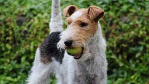 Όλα όσα πρέπει να ξέρετε για Wire Fox Terriers