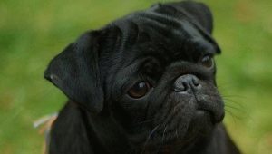 All About Black Pugs