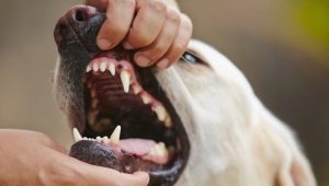 Dents chez les chiens: quantité, structure et soins