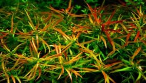 Planta d'aquari ludwigia: tipus, manteniment i cura