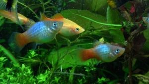 Peix aquari Pecilia: varietats, selecció i contingut