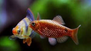 Barbus: opis, vrste akvarijskih riba i sadržaj