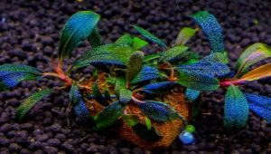 Bucephalander: variëteiten, in het aquarium bewaren en verzorgen