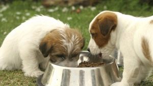Как и какво да храним кученцата на възраст от 1 месец?