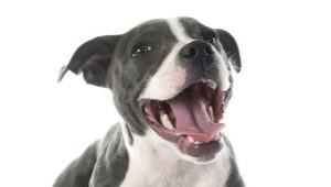 Как да определим възрастта на куче по зъби?