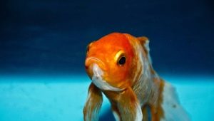 كيف تميز أنثى السمكة الذهبية عن الذكر؟