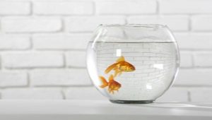 How to care for a goldfish in a round aquarium?
