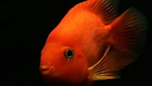 Rød papegøye: beskrivelse av fisk, regler for å holde og avle