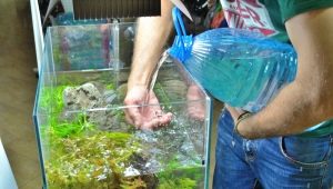 Промяна на водата в аквариума