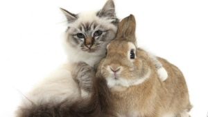 Hím macskák (nyulak): jellemzők és összeegyeztethetőség