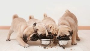 Норма на суха храна за кученца: таблица за изчисление, честота и правила за хранене