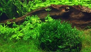 Levermos i et akvarium: hvordan man kan plante og ordentligt pleje det?