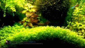 Plantes couvre-sol dans un aquarium