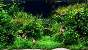Variationer av levande växter för akvariet och deras odling