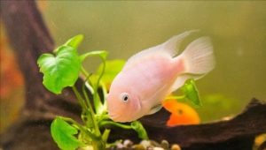 Peix flamenc: descripció, cura, reproducció i compatibilitat