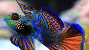 Mandarin fisk: beskrivelse, stell og avl