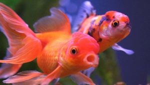 Ryby Oranda: vlastnosti, typy a obsah