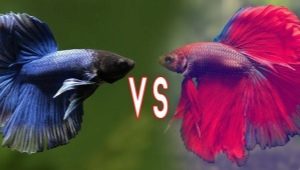 Петел риба: сортове, селекция, грижи и размножаване на бойни риби