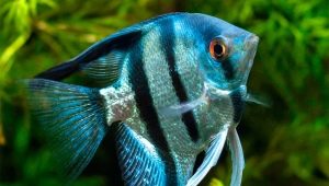 Angelfish: variedades, cuidado y reproducción