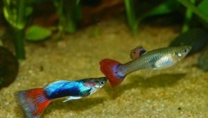 How many guppies live and how to extend their life?