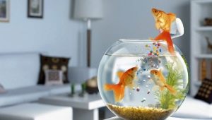How many goldfish live and what does it depend on?