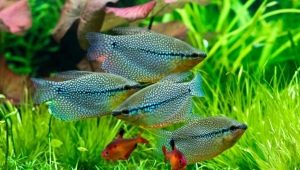 Gourami-Kompatibilität mit anderen Fischen