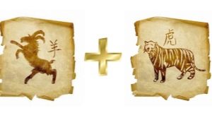 Compatibilitatea Tiger and Goat (ovine) în conformitate cu horoscopul estic
