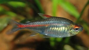 Тетра: описание, видове и съдържание на аквариумни риби