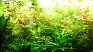 Baja untuk tumbuhan akuarium: jenis dan aplikasi