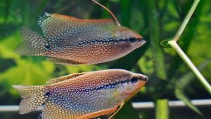 Pearl gourami: features, maintenance and care