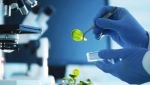 Kas yra biotechnologas ir ką jis daro?
