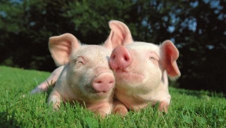 ذكر الجدي المولود في عام الخنزير: صورة شخصية والتوافق في الحب