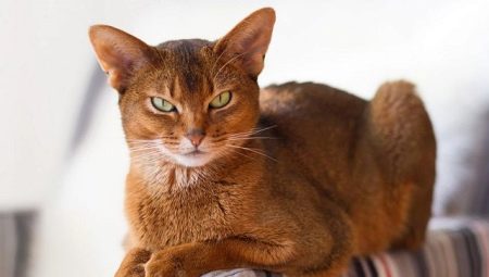 Sorrel gatos Abissínio: características de cores e sutilezas da higiene
