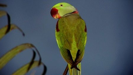 İskenderiye papağanı: açıklama, içerik ve üreme