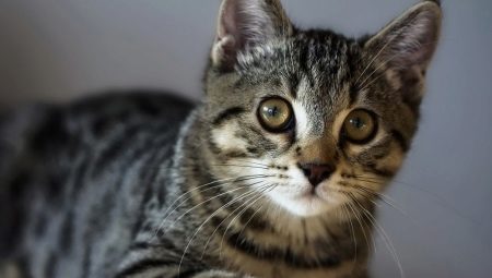 Amerikos vielutė trumpaplaukė katė: veislės ypatybės