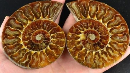 Ammonite: à quoi ressemble-t-elle et quelles sont ses propriétés?