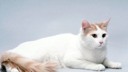 Kucing Anatolia: keterangan baka, ciri kandungan