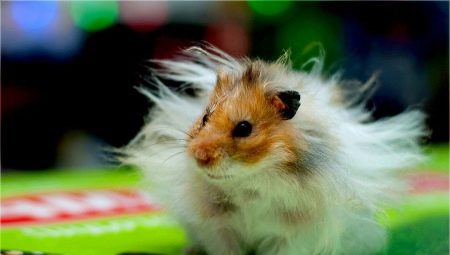 Angora hamster: cins özellikleri, bakım ve bakım