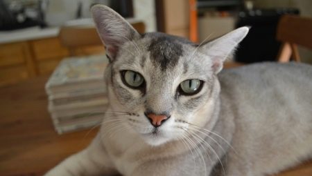 Азијска мачка: опис и природа пасмине, њен садржај