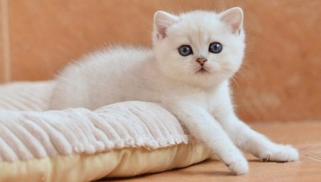 القطط البريطانية البيضاء: وصف السلالة والمحتوى