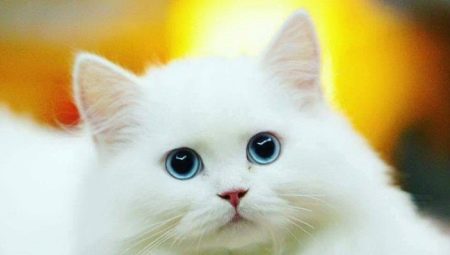 Kucing putih: keterangan dan baka popular