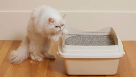 Arena para gatos de bentonita: pros, contras y elección