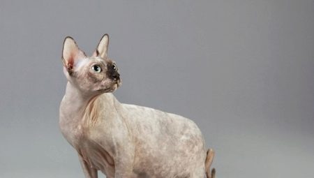Kucing sphinxes hamil: ciri, masa, penjagaan