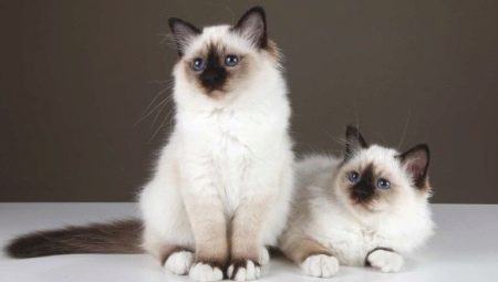 Burmske mačke: značajke, odabir i njega